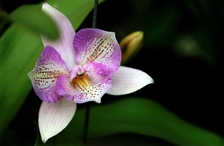 Orchideje - Botanická zahrada Praha Troja